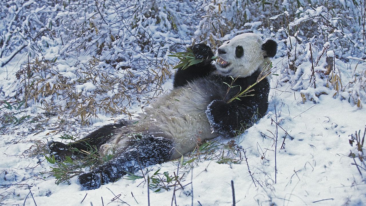 a panda bear eats bamboo in the snow