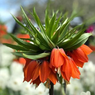 Fritillaria Crown Imperial Red flowers closeup