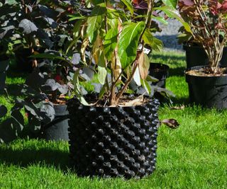 An air pot with a tree