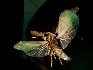This model of a male blue ghost firefly, <em>Phausis reticulate </em>, is featured in a bioluminescence exhibit at the American Museum of Natural History. It is 65 times actual size. Found in the central and southeastern U.S., the blue ghost firefly makes