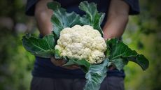 A large freshly-harvested cauliflower head in the hands of a grower