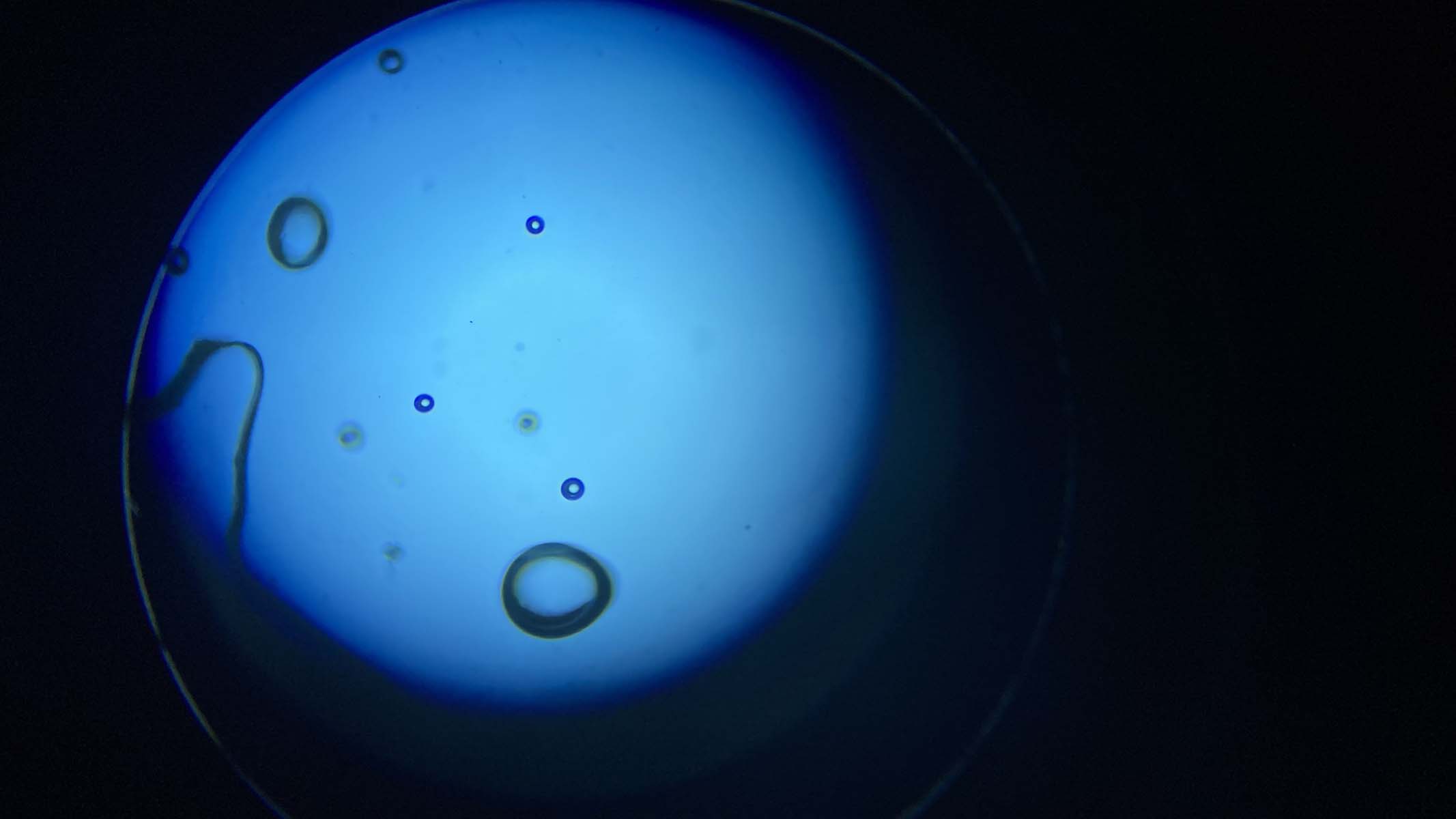 air bubbles under a microscope