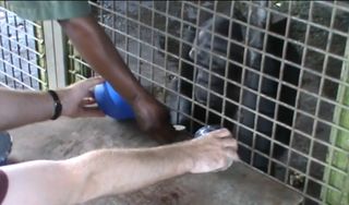 Researchers place a slice of raw food for a chimp to see before placing it into a cooking device that gets shaken to "cook" the food.