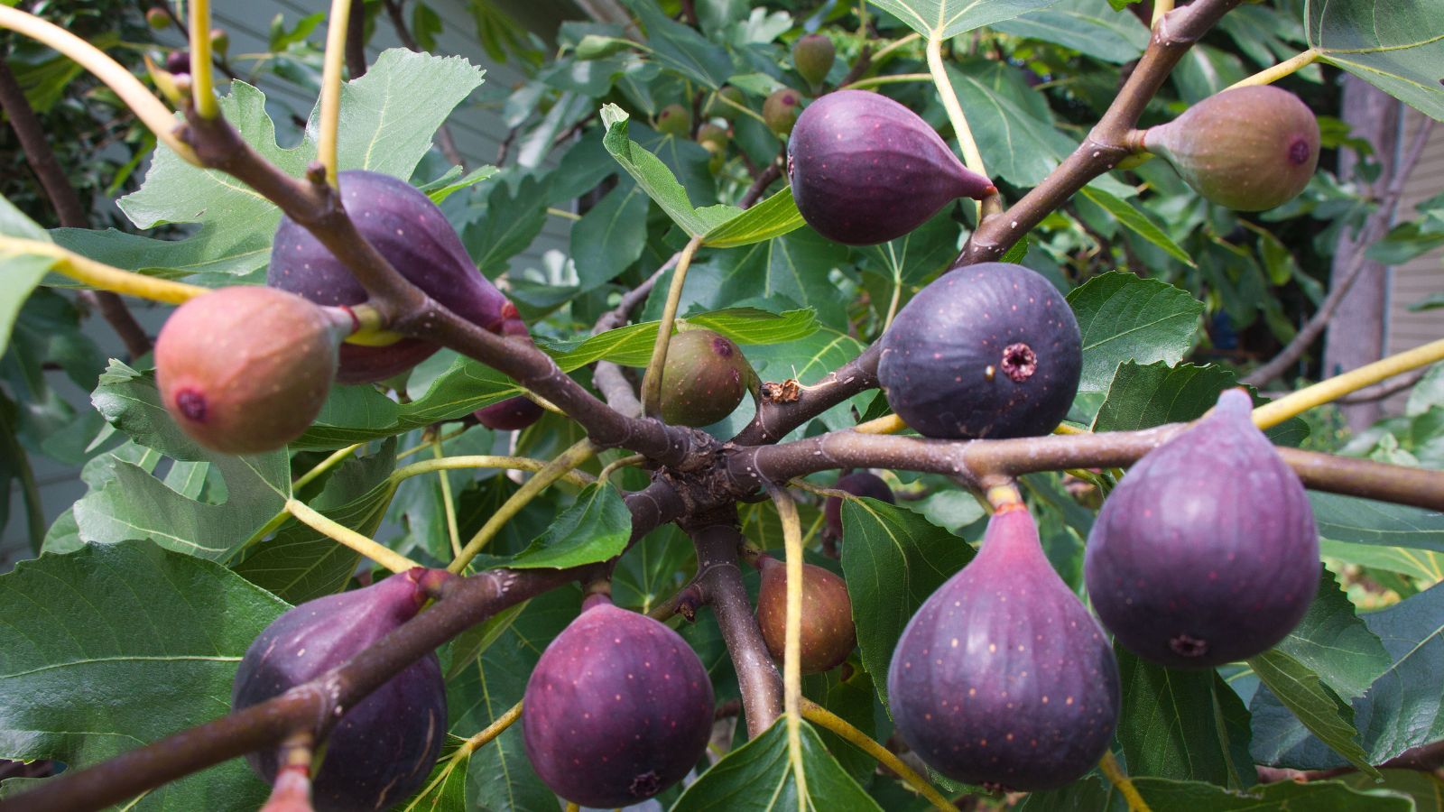 Fig Fruit Tree These Fruit Trees Turn CO Into Stone And Might