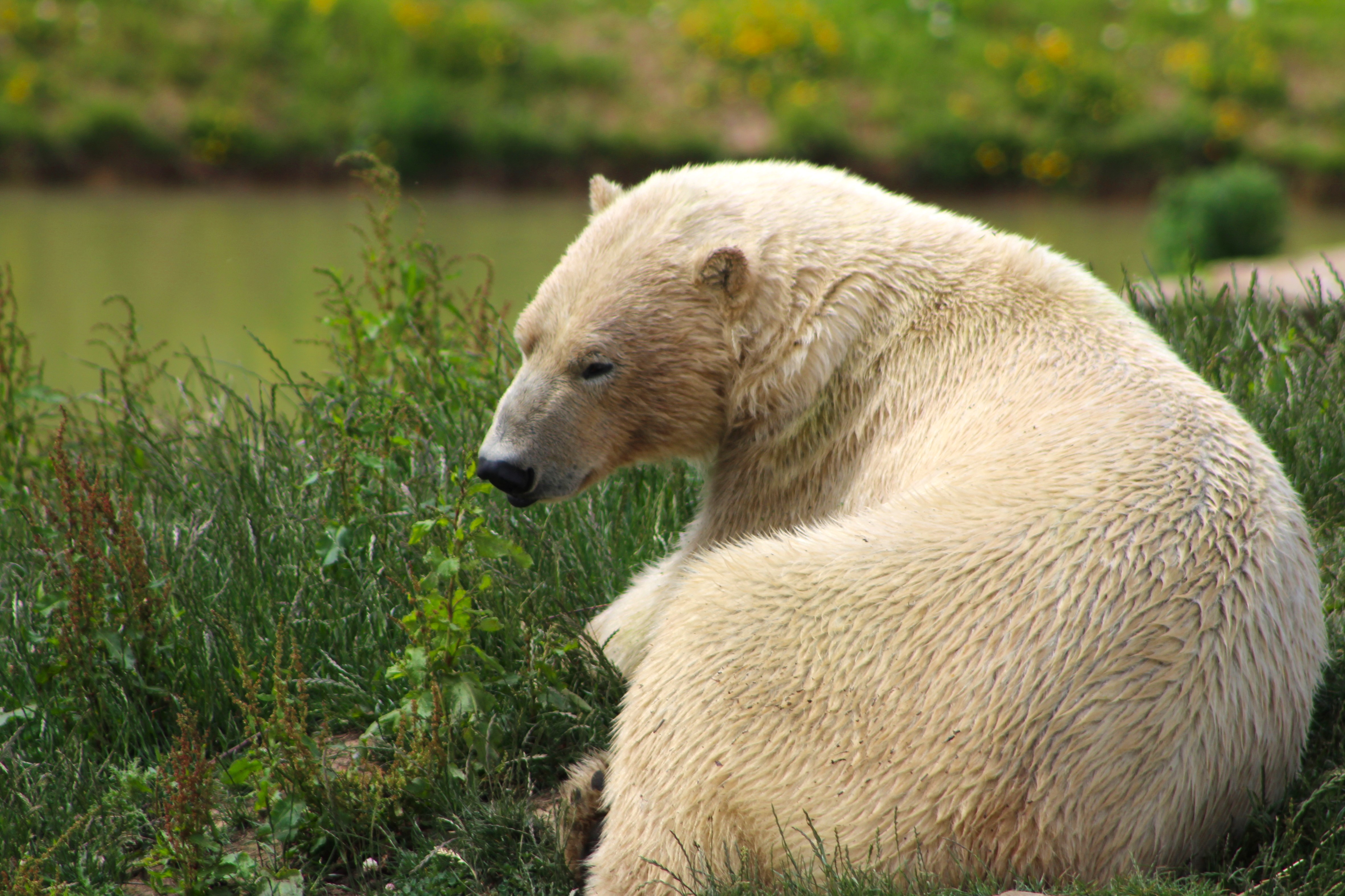 GuruShots - Nature March 2026