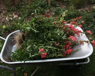 Clearing snapdragons at the end of summer