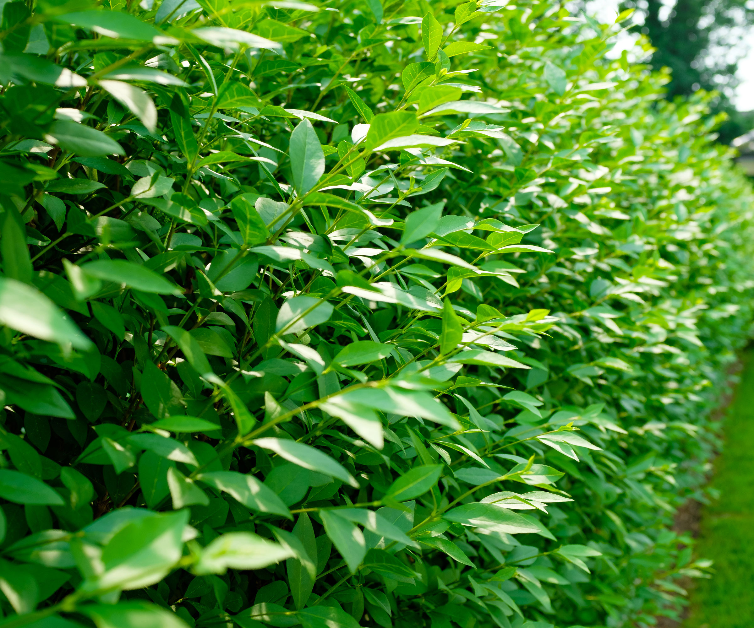 healthy privet shrubs growing as hedge