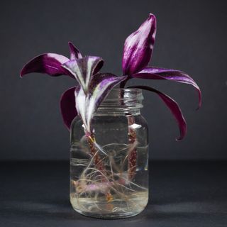 Tradescantia zebrina - inch plant - propagating in water