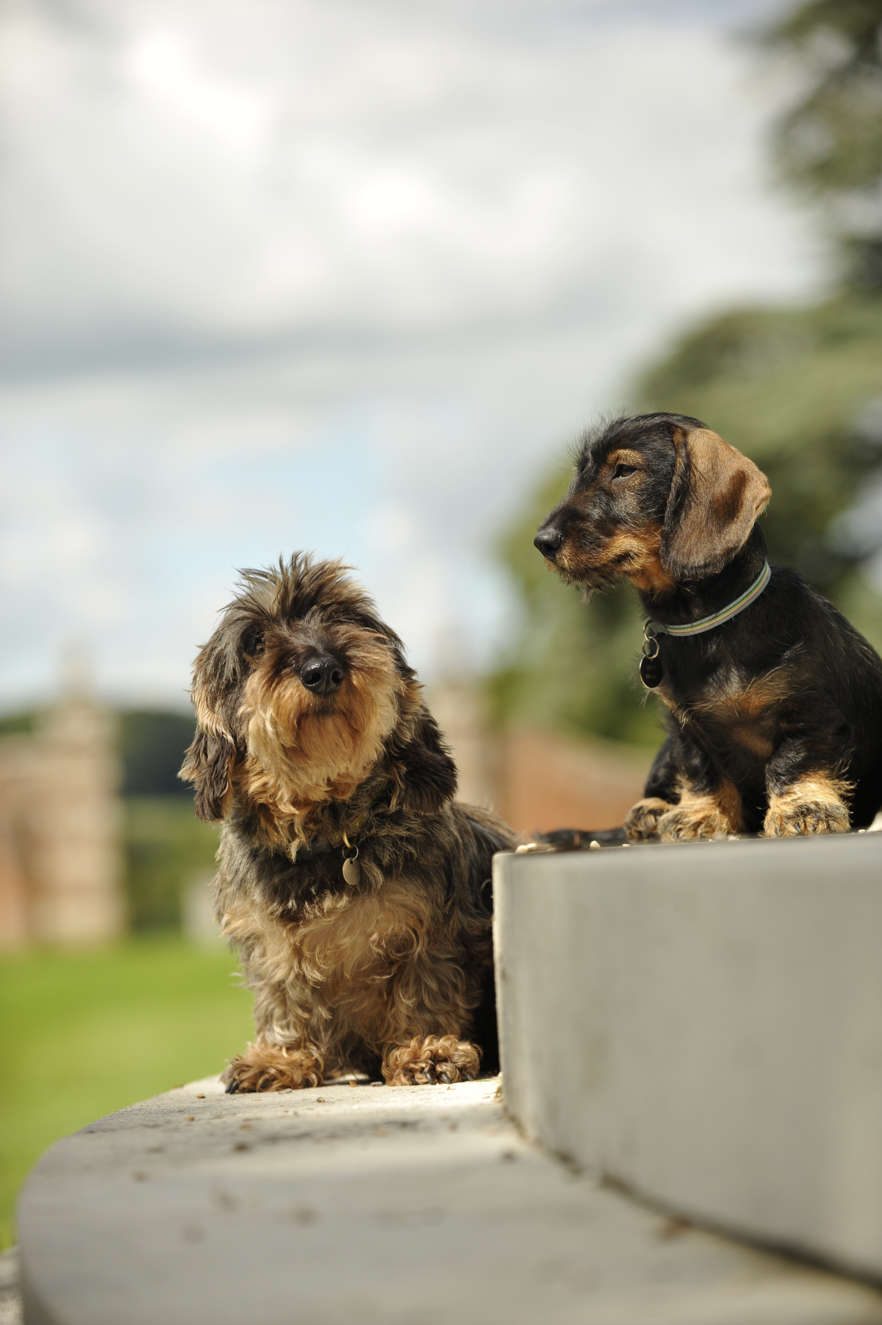 Two dachshunds sitting on some stone steps