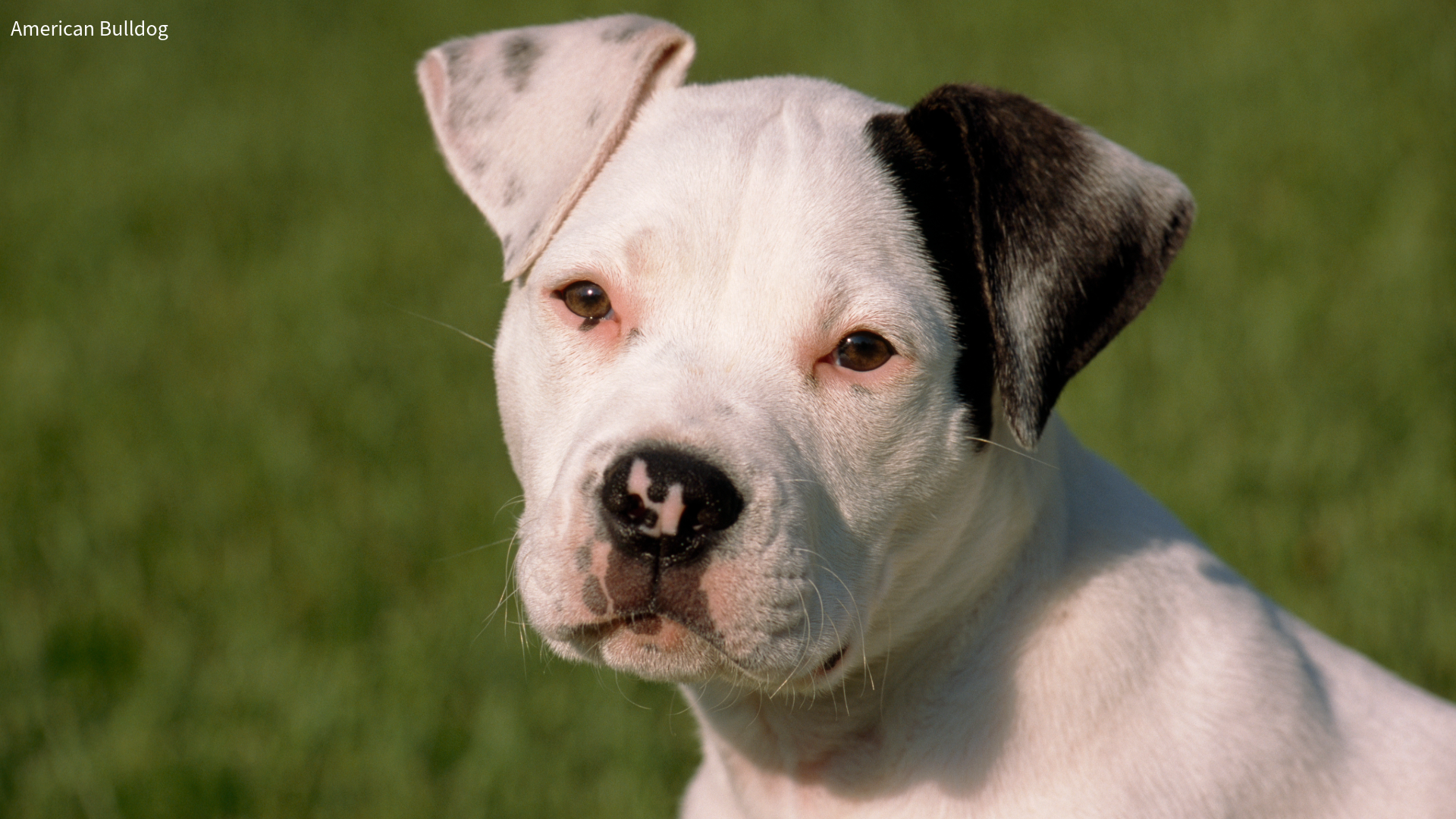American Bulldog puppy with blurred grass background