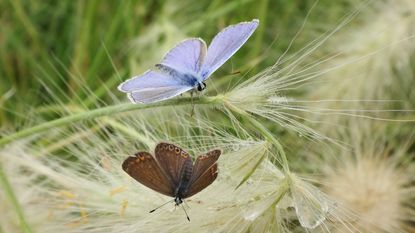 Butterflies on ornamental grass