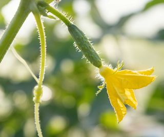 cucumber with flower