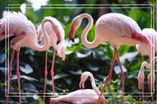 Beautiful flamingo bird with green background