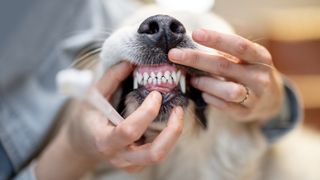 Dog getting its teeth brushed