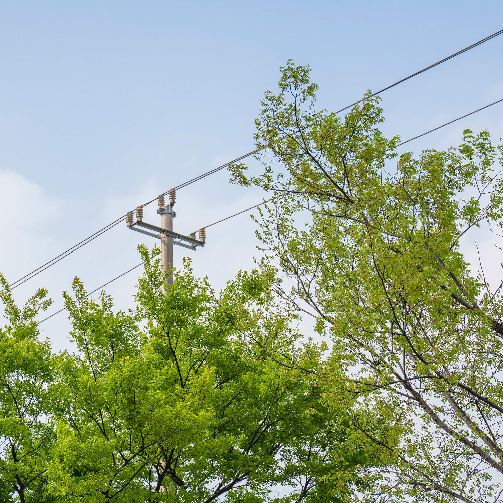 tree touching telephone wires