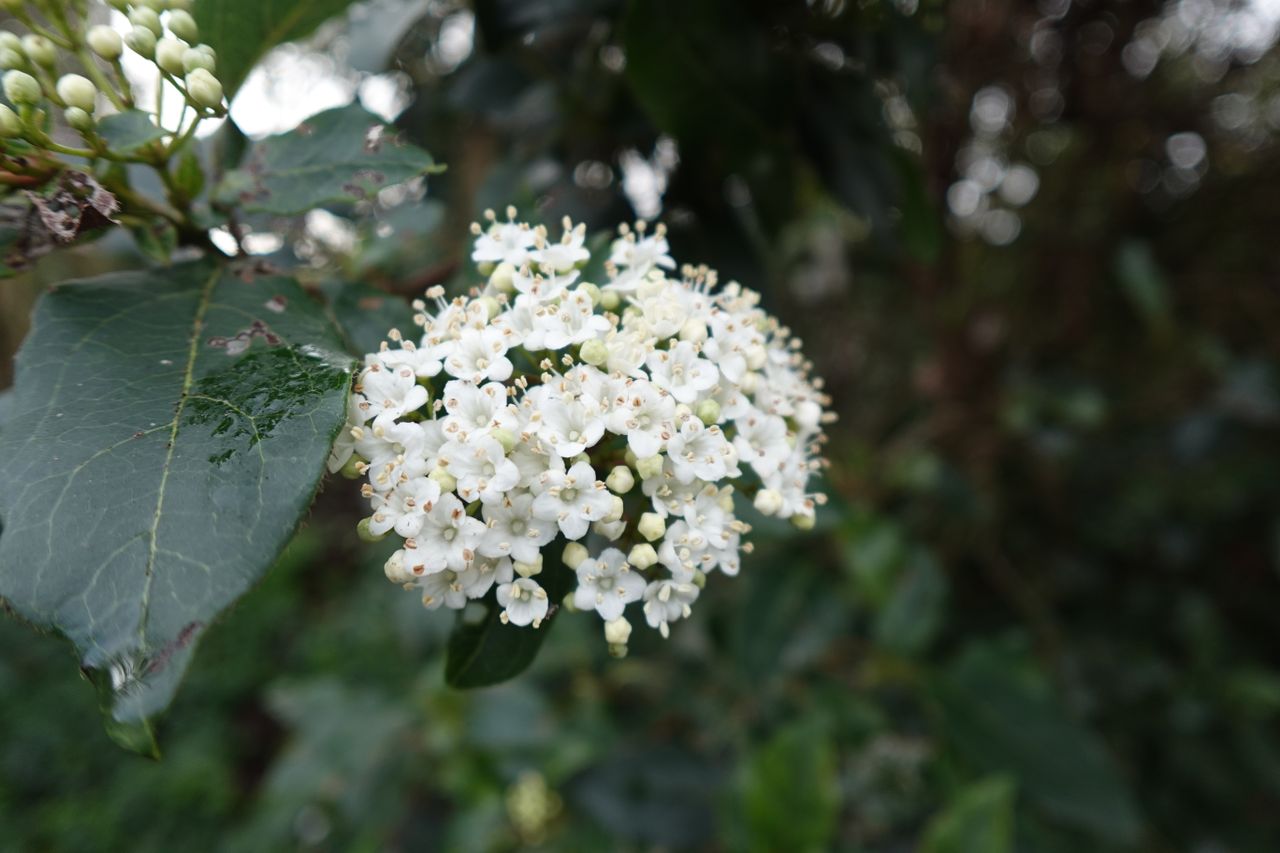 A photo of some flowers taken on a Sony ZV-1F vlogging camera