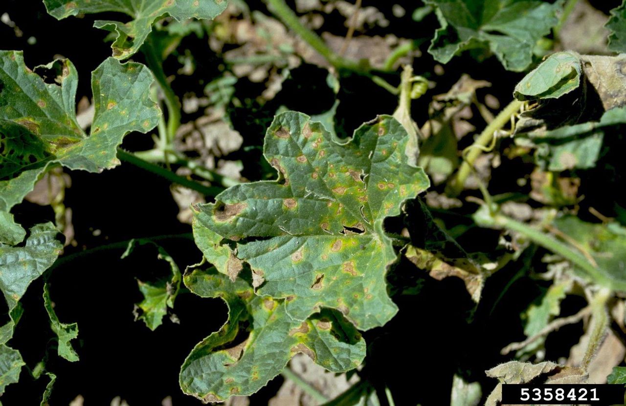 Leaf Blight On Watermelon Crop Leaves