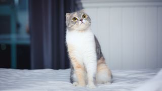 cat with folded ears and a white bib sat on a bed