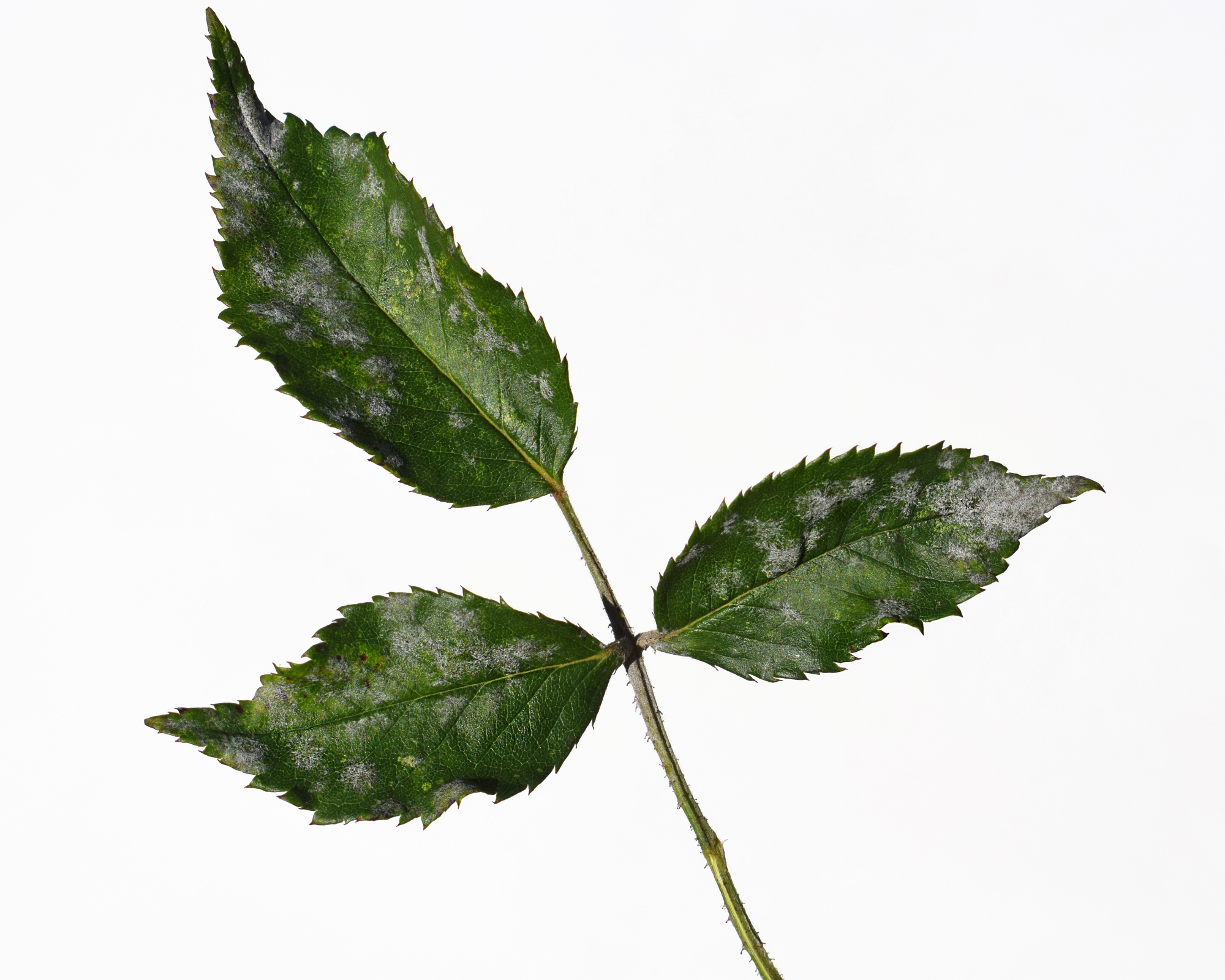 Fungal disease Powdery mildew on rose leaf