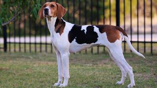 American foxhound standing