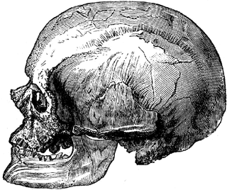Cro-Magnon skull, missing link, human ancestors