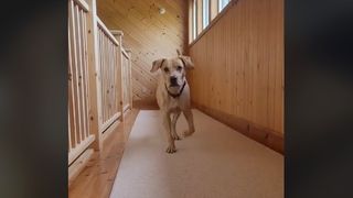 A labrador rescue dog runs along a landing towards the camera