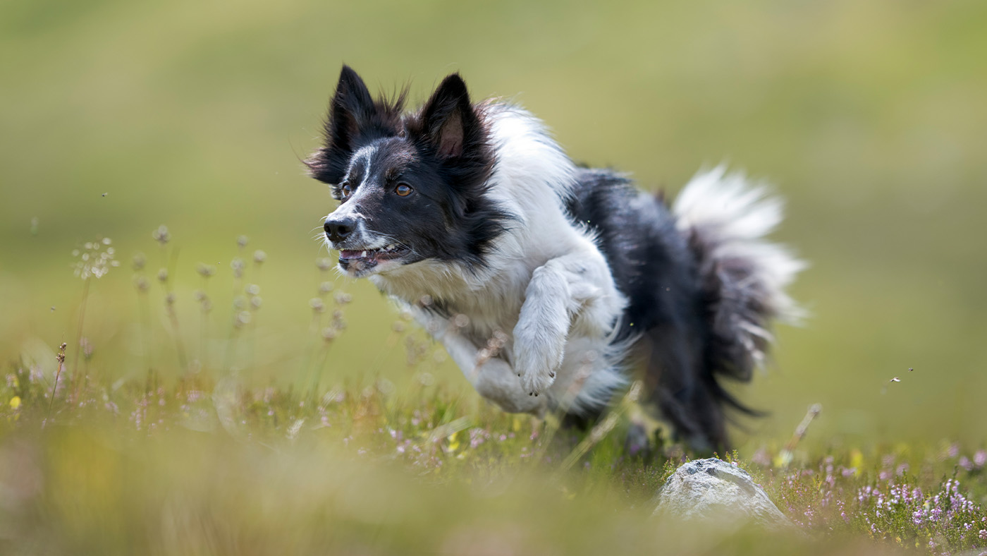 Border Collie leaping during chase