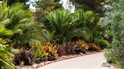 palm trees flanking a front yard driveway