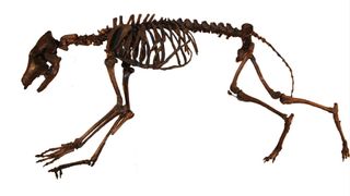 The skeleton of an ice age coyote skeleton against a white background. It has long limbs and a small ribcage.