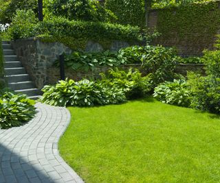 A backyard lawn with shrubs landscaped around the border and pathway