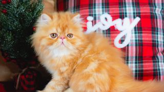 An orange kitten in front of a festive cushion