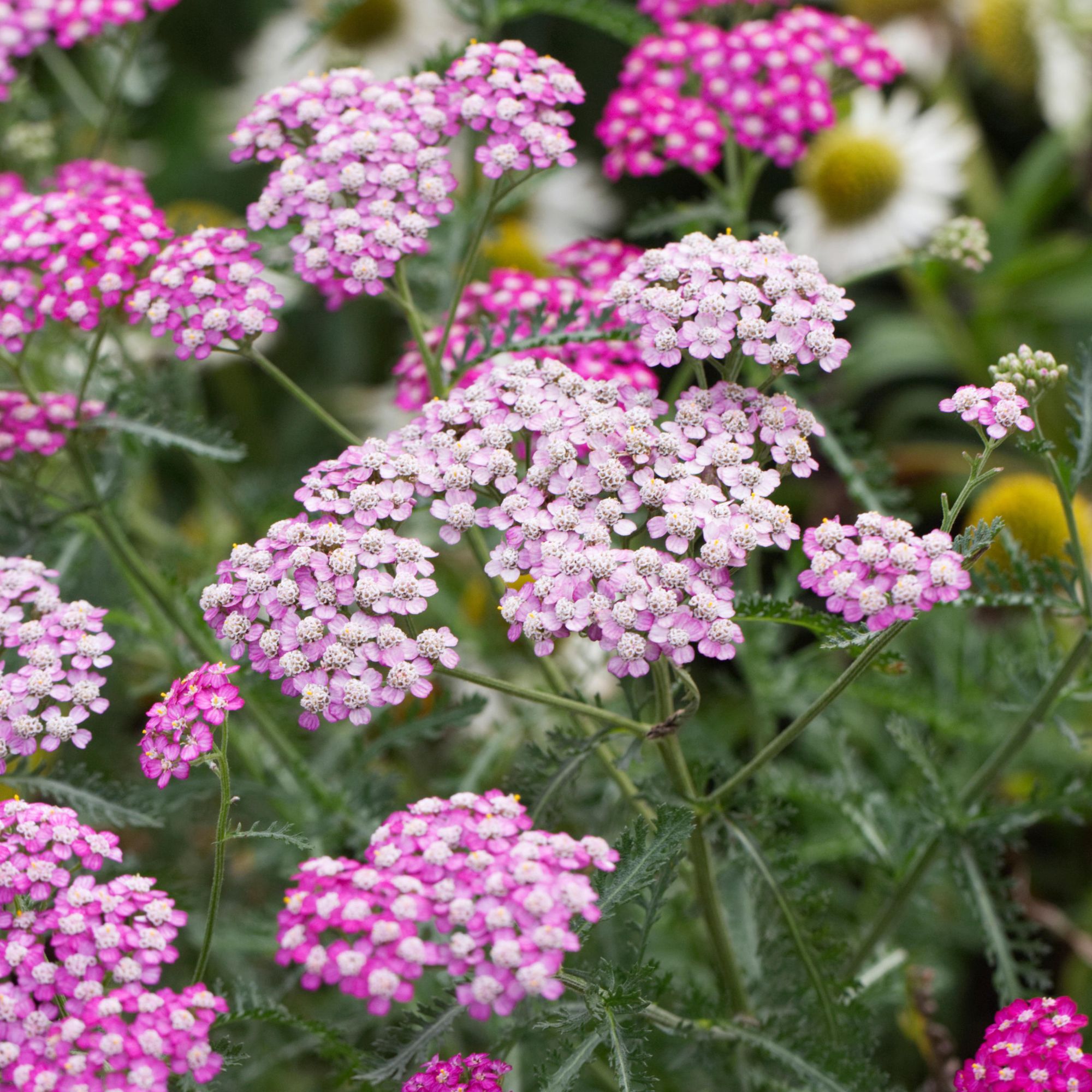 pink achilleas