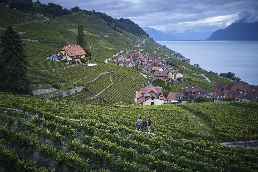 La Maison Massy, Lavaux