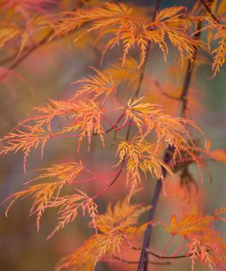 acer palmatum as a tree for fall color