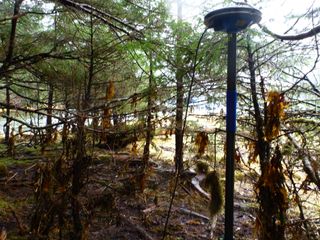 Seaweed wrapped around trees in Sunday Inlet on Moresby Island by the 2012 Haida Gwaii tsunami.