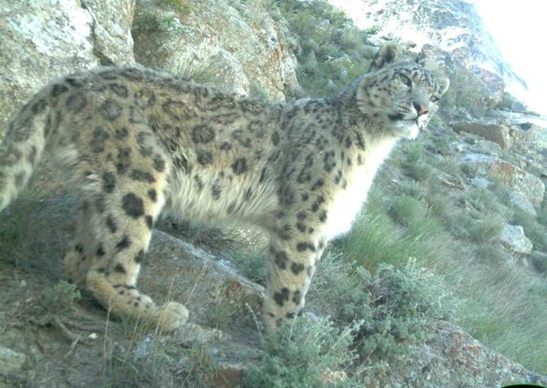 snow leopard photos, camera traps, snow leopards in afghanistan, endangered big cats, afghan snow leopards, snow leopards, endangered species, conservation, threatened species