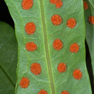 Macro Photography of Fern Spores on Leaves 