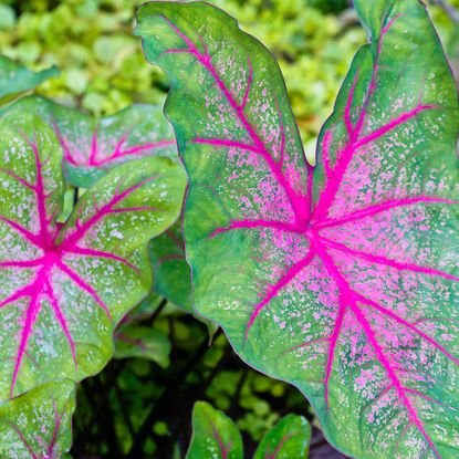 caladiums with bright pink and green leaves