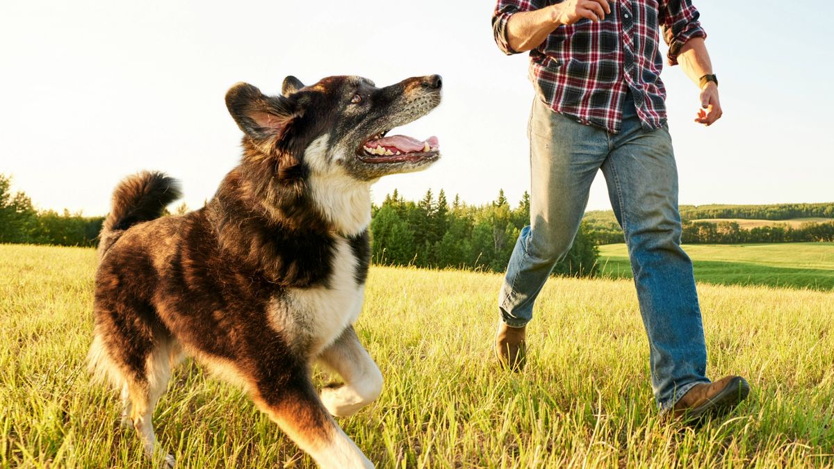 Dog walking alongside owner in a sunny field