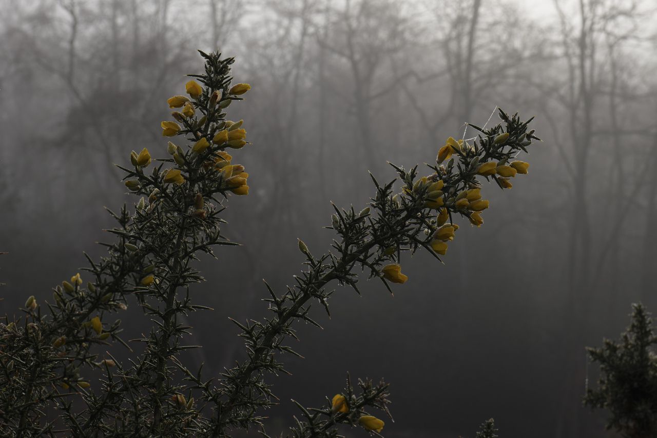 Picture taken with Panasonic S5 II closeup of gauze in misty heathland