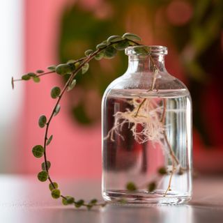 Closeup of climbing sprout Peperomia prostrata cuttings with roots in glass vase alamy 2T74WHJ