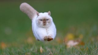 White munchkin cat jumping in the air