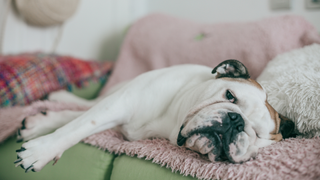 Do dogs get bored - dog lying on the couch looking bored