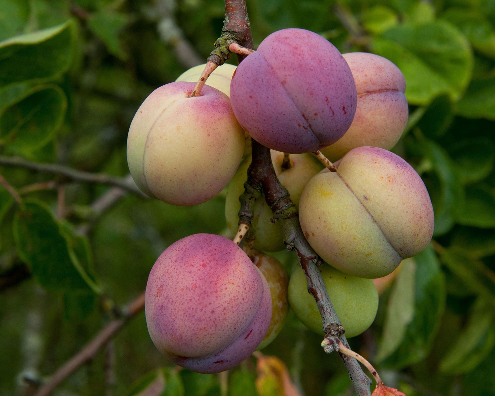 Types of plum trees: 12 varieties to grow for a fruitful autumn harvest ...