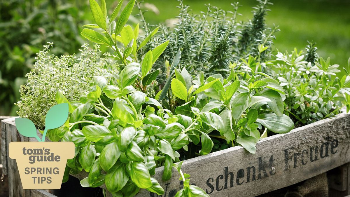 A crate filled with a variety of herbs 