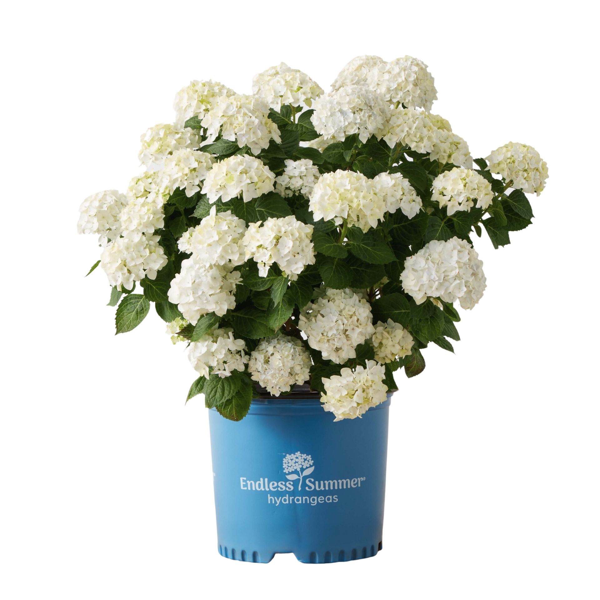 Hydrangea alder putih dan ek dalam wadah