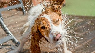 Easy ways to teach your dog new tricks — dog shaking water off it