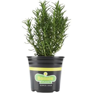 Walmart rosemary plant