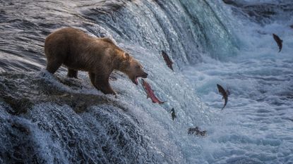 A brown bear eats salmon at Katmai in Alaska