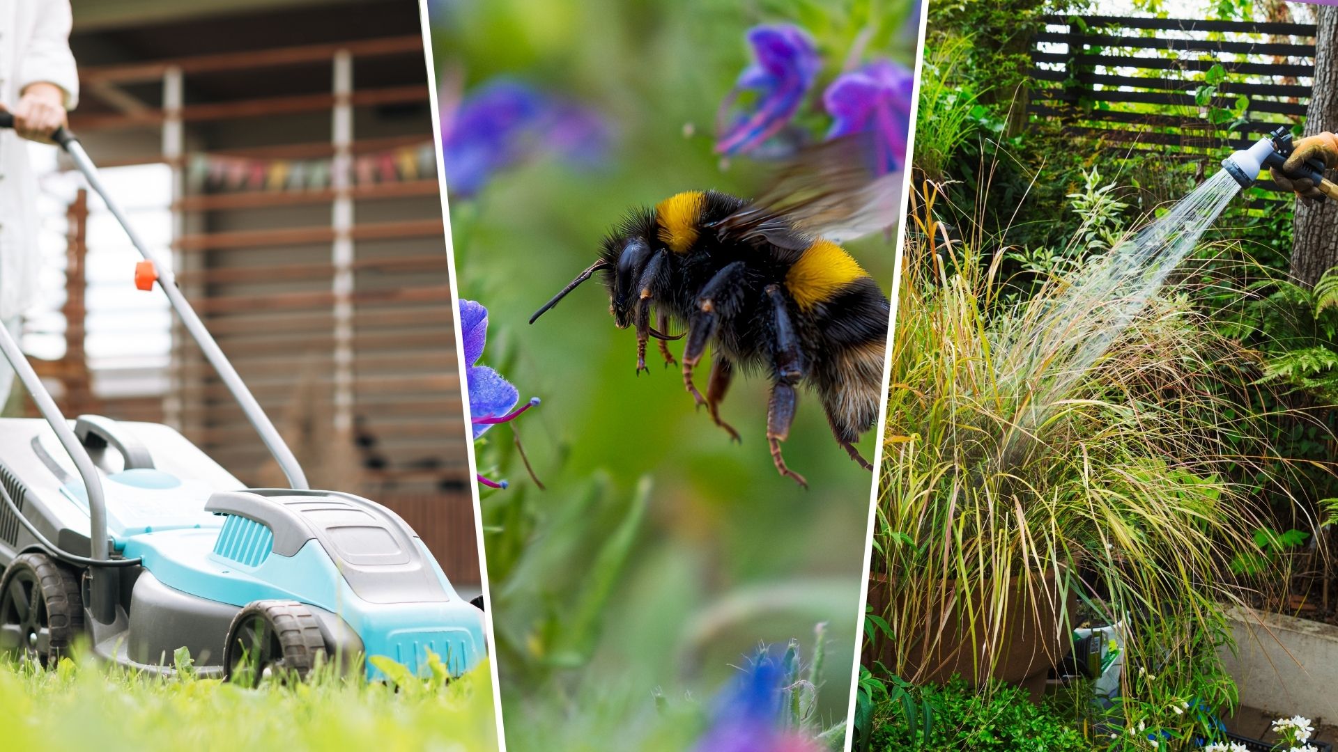 composite of woman mowing lawn, bees within flowers and woman watering long grass plant